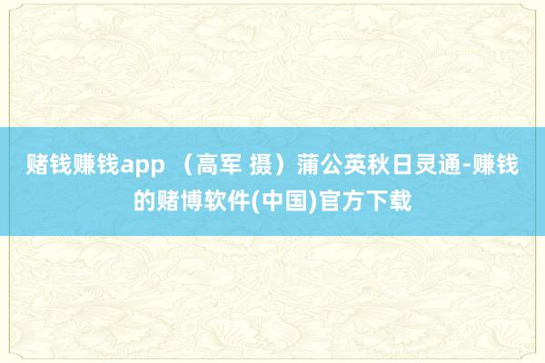 赌钱赚钱app （高军 摄）蒲公英秋日灵通-赚钱的赌博软件(中国)官方下载